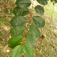 Chrysophyllum oliviforme L.